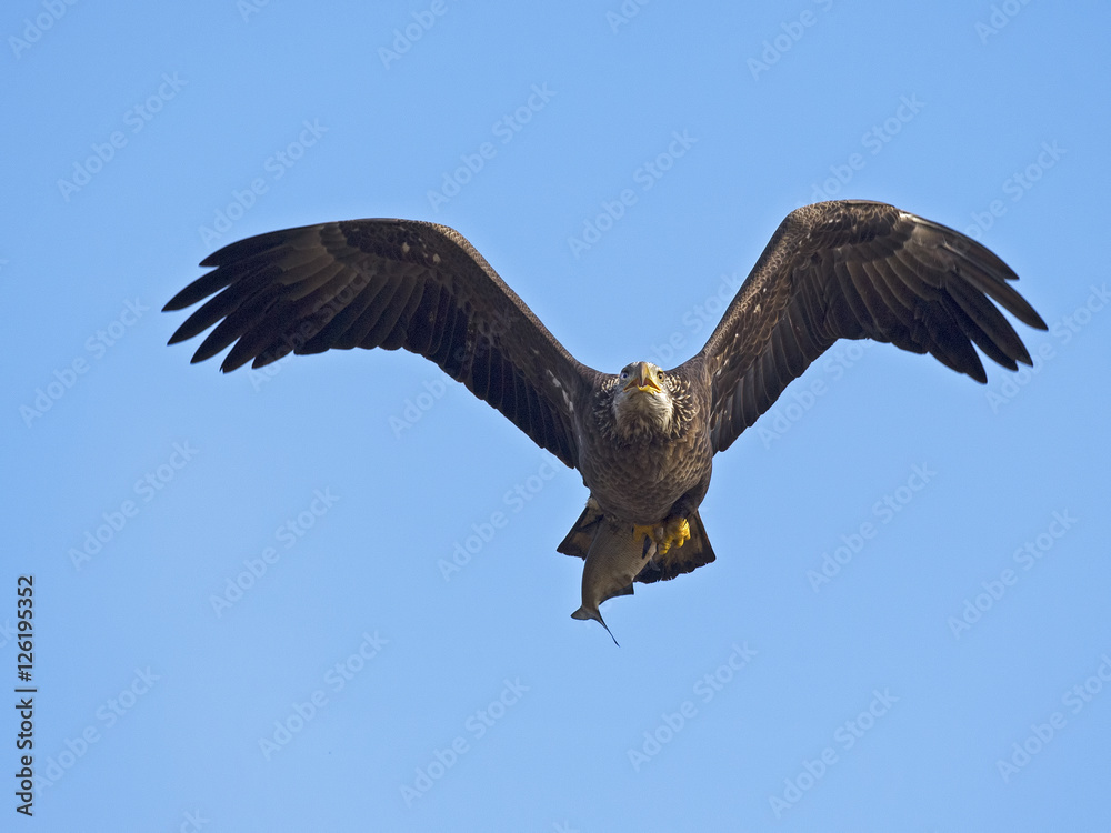Juvenile Bald Eagle in Flight with Fish Juvenile Bald Eagle in Flight with Fish