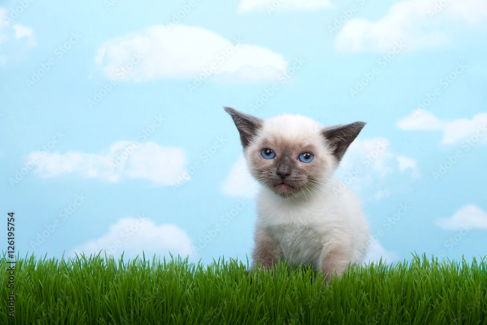 One tiny siamese kitten with munchkin traits sitting in grass looking at viewer, dejected look on face.  blue background sky with clouds. Copy space.
