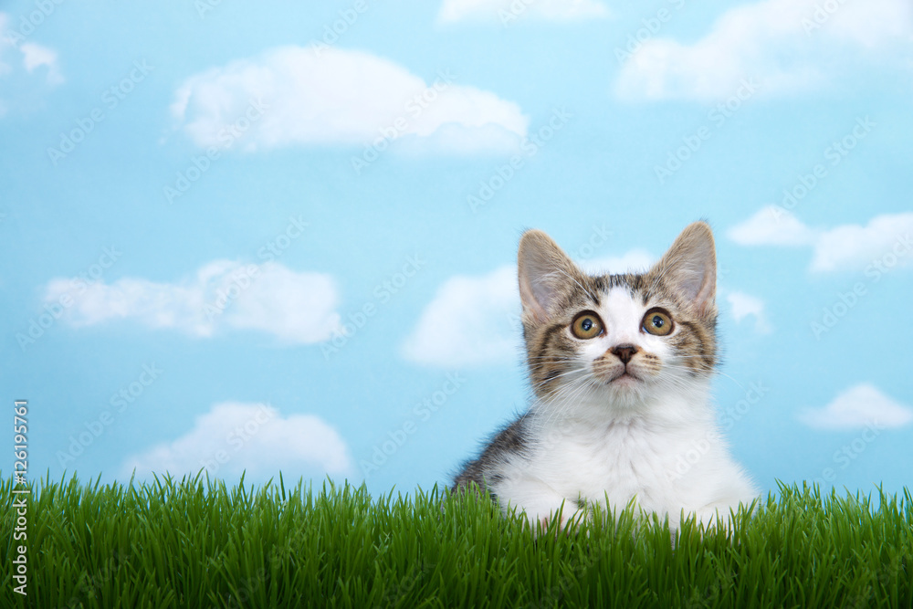 brown and white tabby kitten laying in green grass looking above viewer, with blue sky background white fluffy clouds. Copy space brown and white tabby kitten laying in green grass looking above viewer, with blue sky background white fluffy clouds. Copy space