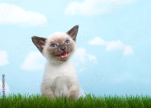 One tiny siamese kitten with munchkin traits sitting in grass looking to viewers right, mouth open meowing, talking. quizzical expression on face. Blue background, sky with white clouds. Copy space.
