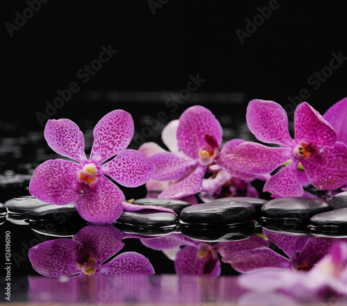 still life with pink orchid on black stones 