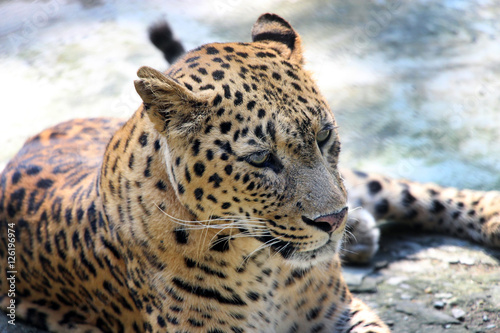 Leopard. Close-up of face and torso of beautiful spotted leopard. photo