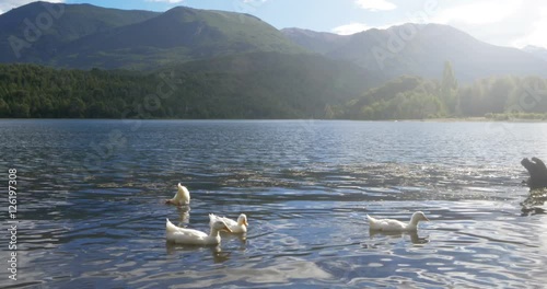 Ducks on Lake photo