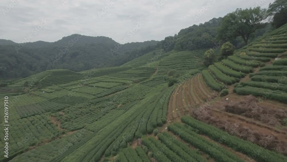 Hangzhou tea plantation fields from the sky Hangzhou tea plantation fields from the sky
