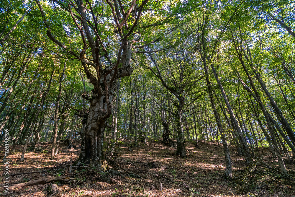 Beech forest at the foot of the mountain Demerdzhi