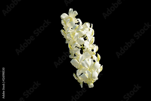  white rchid isolated on black background. photo