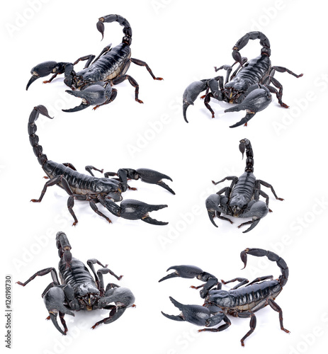 scorpion on white background