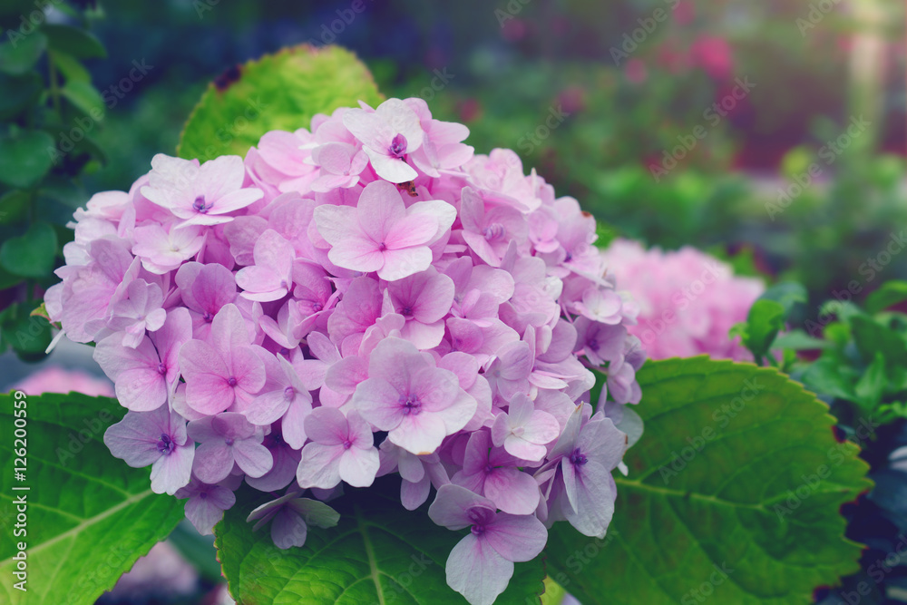 pink hydrangeas flower (hydrangea macrophylla, hortensia) in a garden. pink hydrangeas flower (hydrangea macrophylla, hortensia) in a garden.