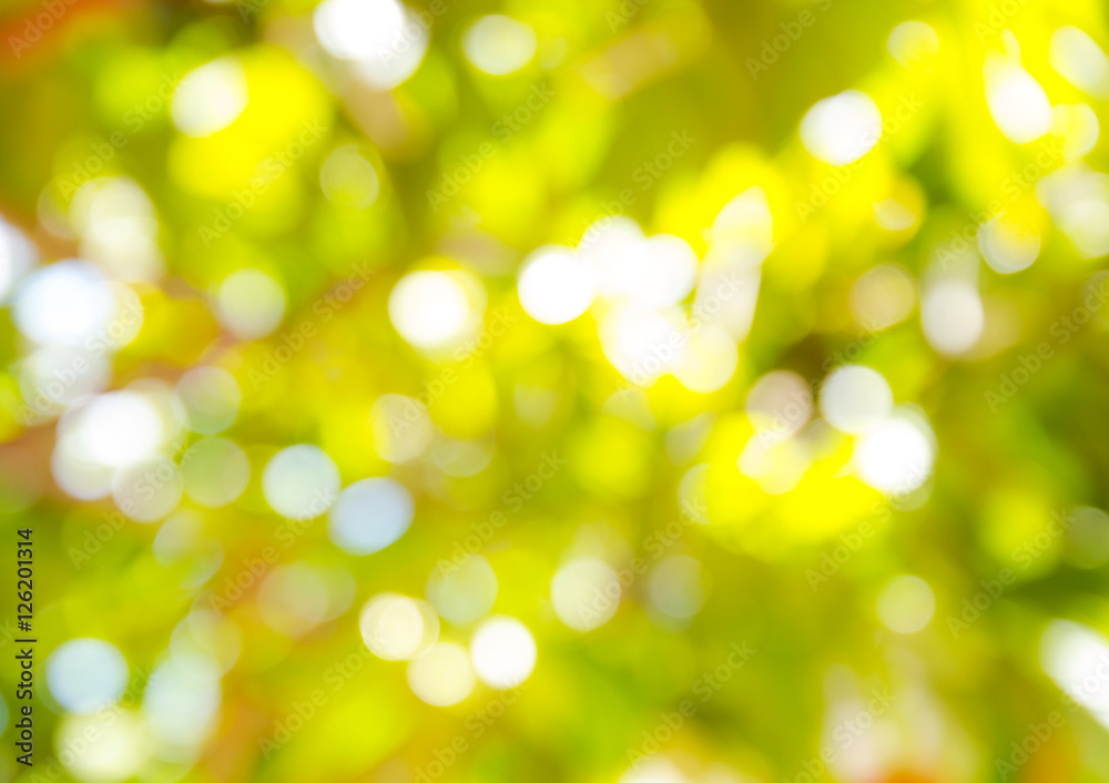 Obraz premium Colorfull bokeh from light over tree for background.