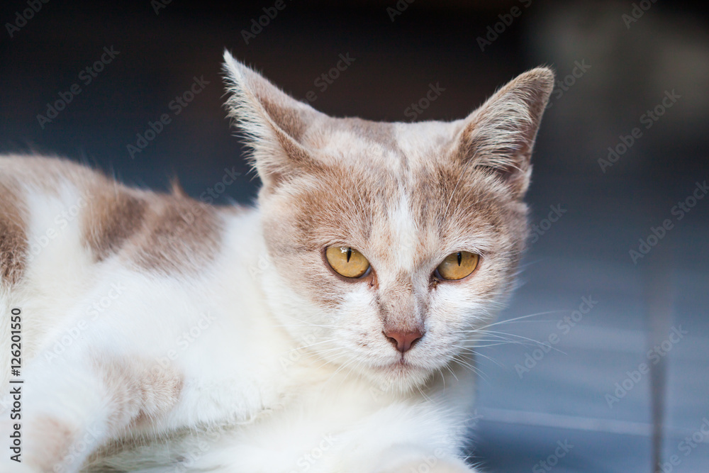 portrait adult tabby cat