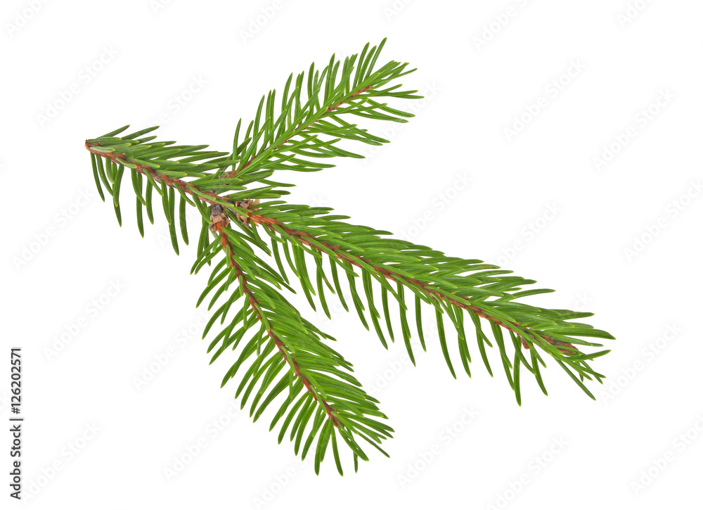 Fir tree branch isolated on white background Fir tree branch isolated on white background