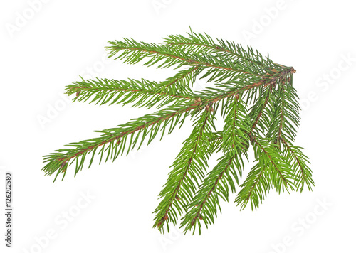 Fir tree branch isolated on white background