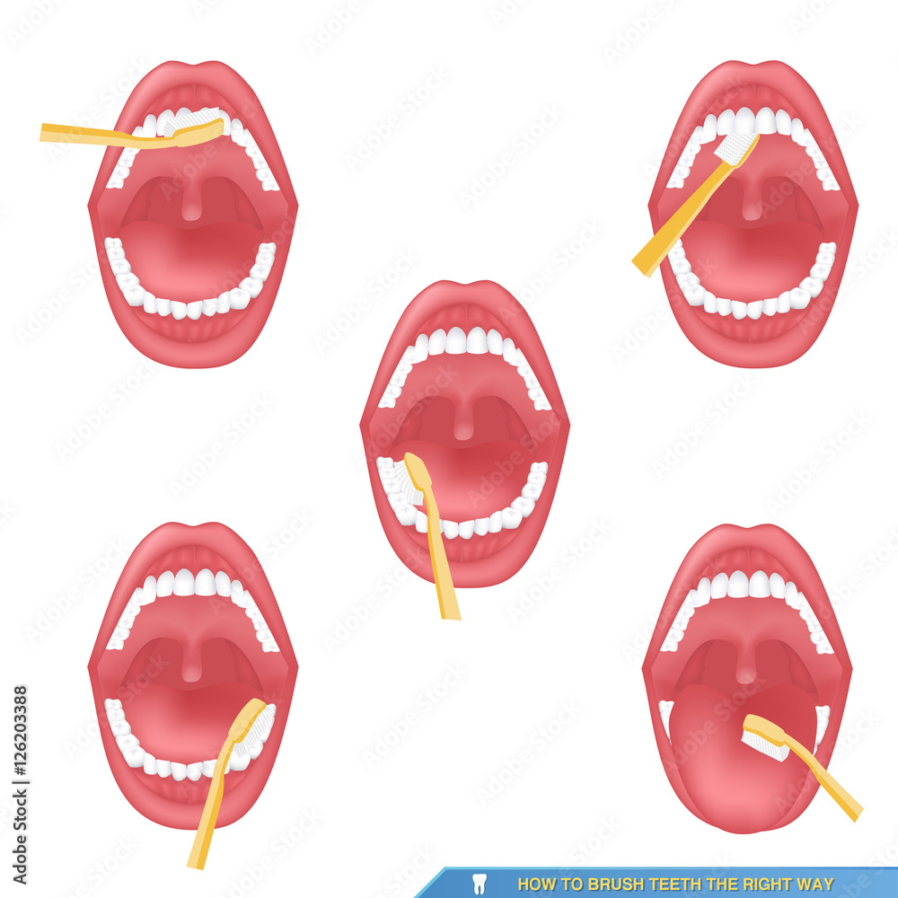 infographic-of-brushing-teeth-how-to-brush-teeth-the-right-way-stock