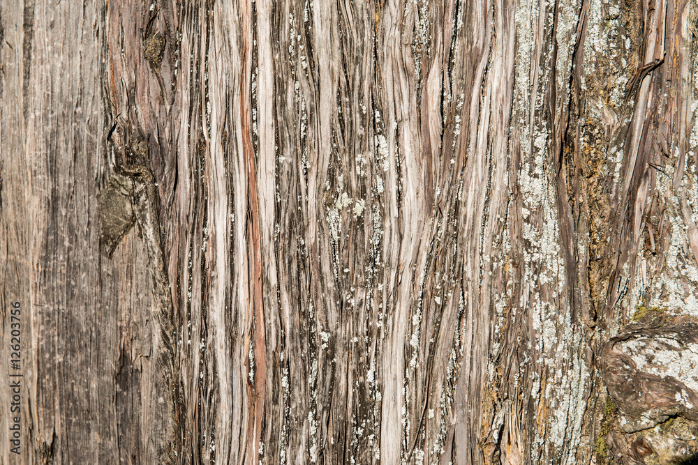 Obraz premium Drewniane tekstury