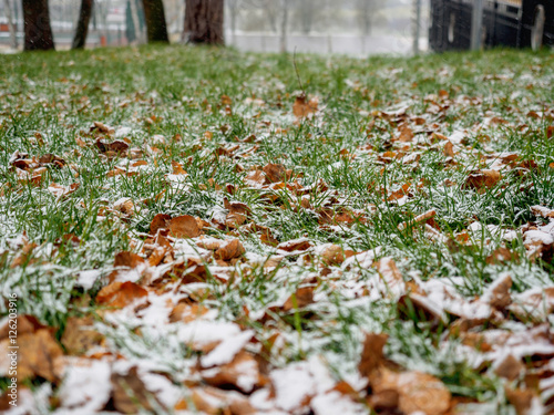 The first dropped-out snow has covered a green grass and yellow fallen leaves at the end of October.