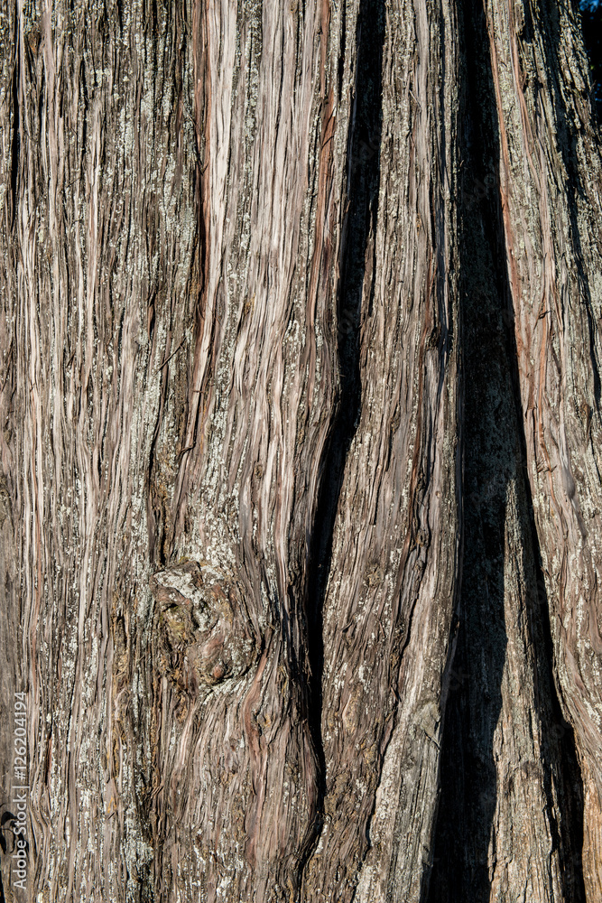 Fototapeta premium Drewniane tekstury