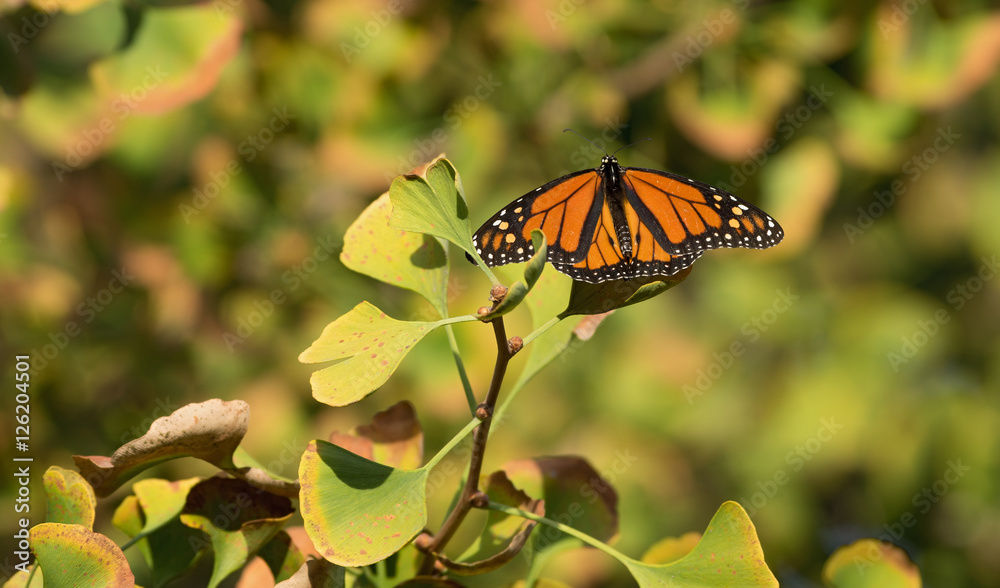 Monarch butterfly (Danaus plexippus). Monarch butterfly (Danaus plexippus).