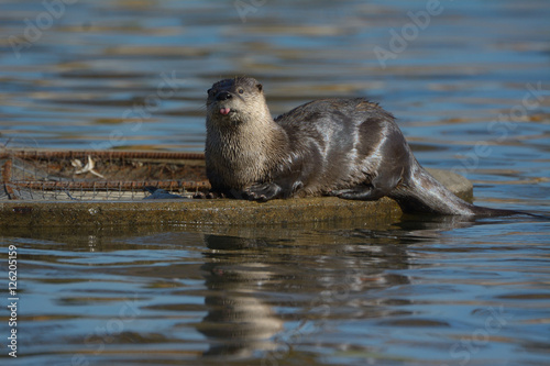 River otter parent resting on grate in pond