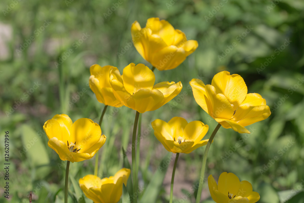 yellow tulips in the spring