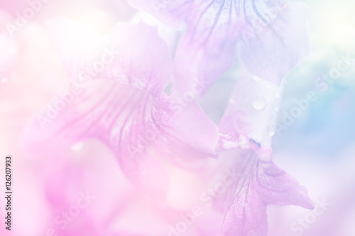 Sweet flower close up can be used for background, unfocused