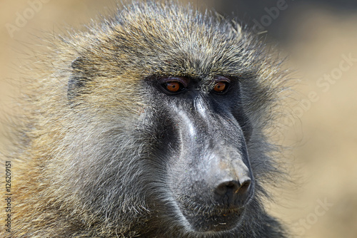 Portrait of an adult baboon