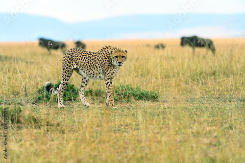 Cheetah in the African savanna