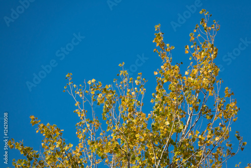 Top of poplar tree against the blue sky in autumn