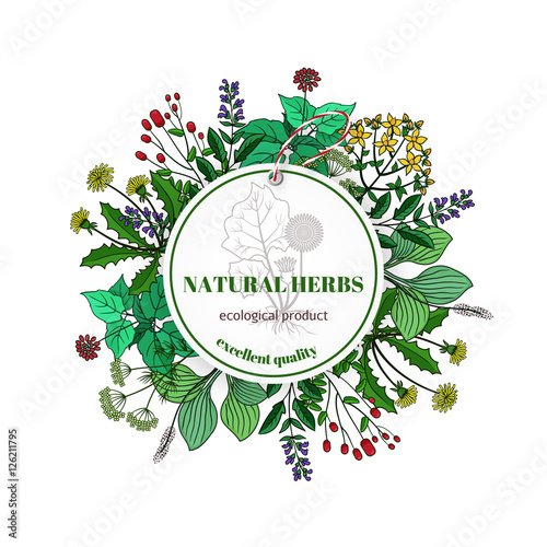 Hand drawn herbs and leaves label. Vector basil thyme, rosemary mint
