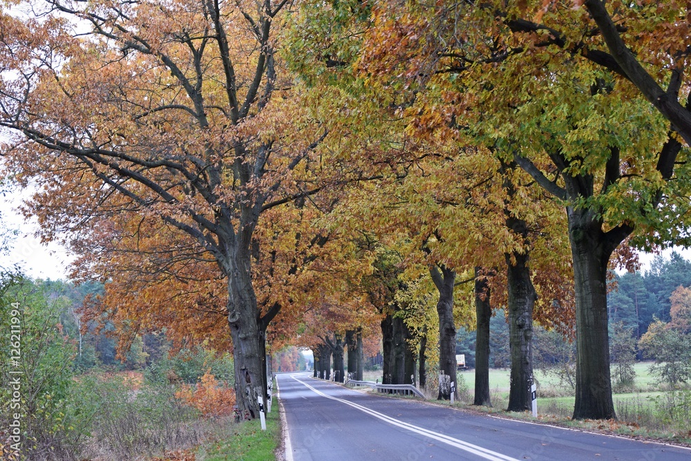 Bäume mit bunten Blättern am Strassenrand