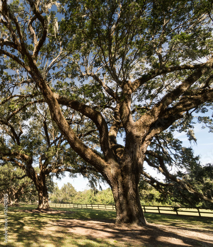 oak trees and Spanish moss in South Carolina