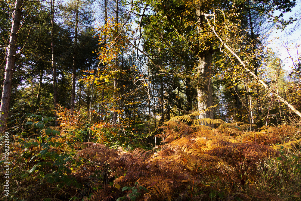 Woodland scene with yellow and brown autumn leaves Woodland scene with yellow and brown autumn leaves