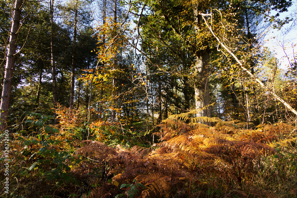 Woodland scene with yellow and brown autumn leaves