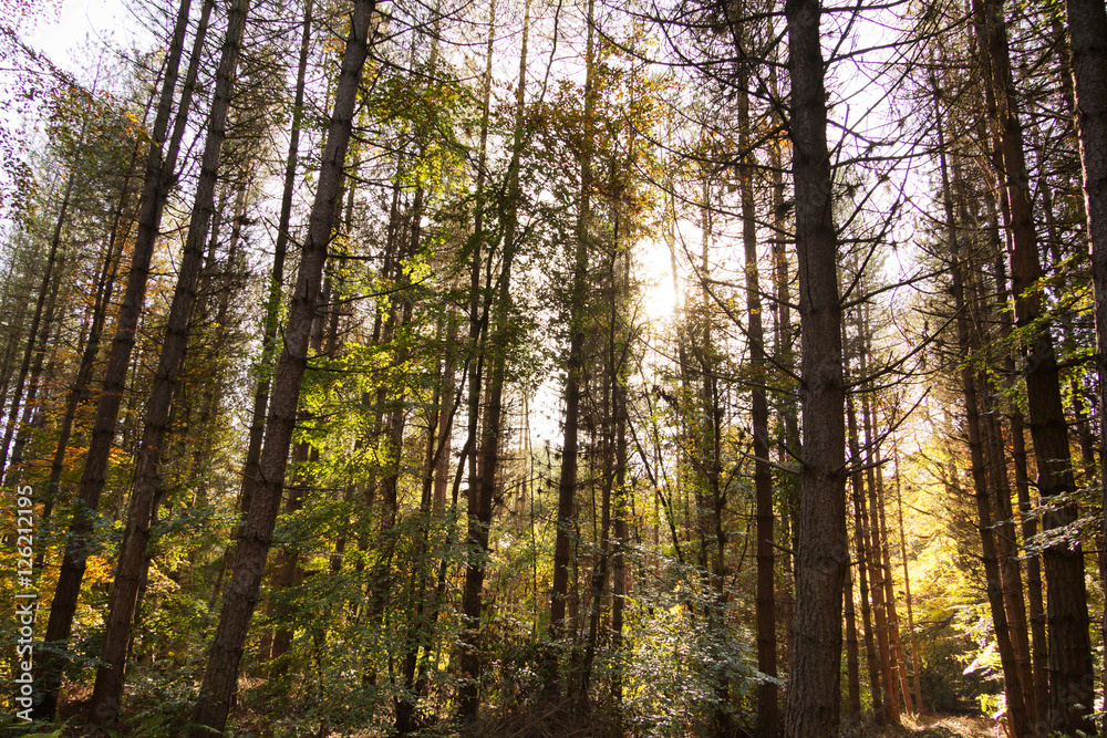 Woodland scene with yellow and brown autumn leaves Woodland scene with yellow and brown autumn leaves