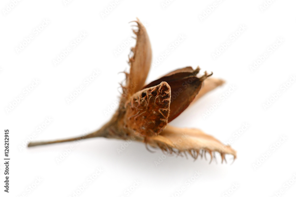 Obraz premium Beech nut isolated over white background