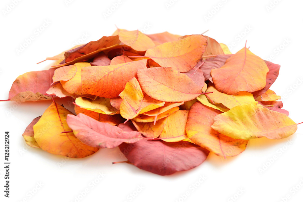 A pile of autumn leaves on white background A pile of autumn leaves on white background