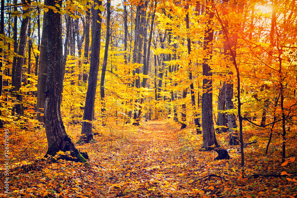 Beautiful day in the autumn forest with sun rays