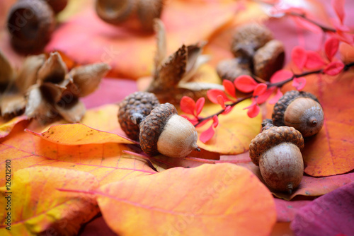 Acorns are on the colorful autumn leaves