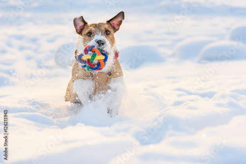 Dog with colorful toy ball running through deep snow