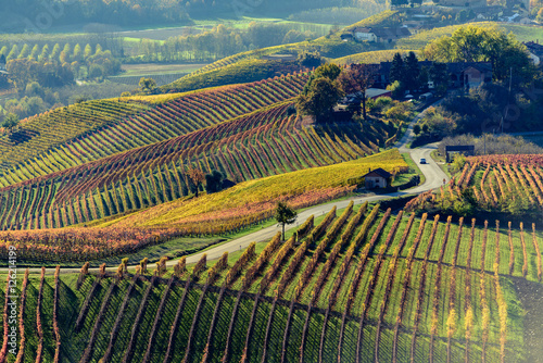 Autumn in northern italy region called langhe with colorful wine photo