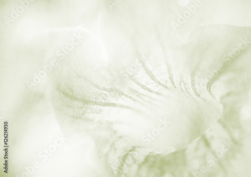 Sweet flower close up can be used for background, unfocused