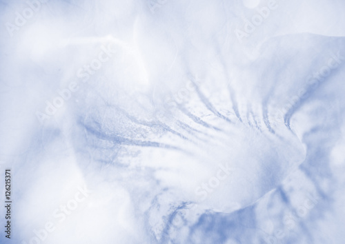 Sweet flower close up can be used for background, unfocused