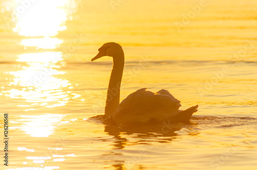 Swan floating on the lake at sunrise of the day