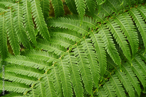 Close up of green leaves for background