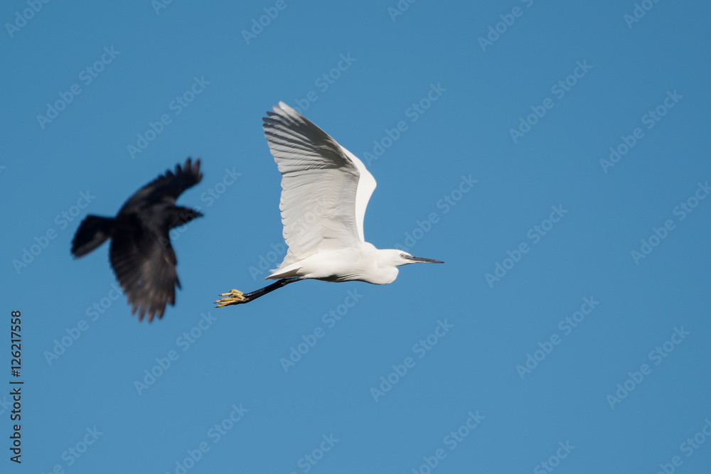 Fototapeta premium Little Egret, Egretta Garzetta