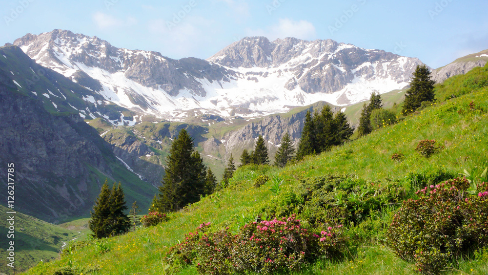 a mountain valley in the Swiss Alps near Klosters with trees and bushes in the foreground