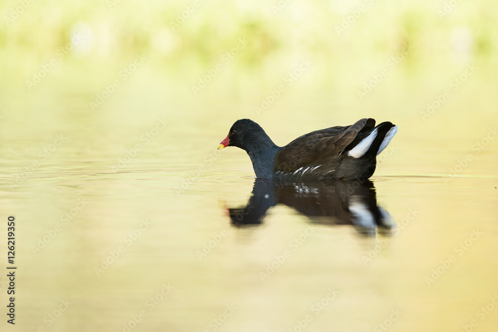 Common Moorhen, Moorhen, Gallinula chloropus Common Moorhen, Moorhen, Gallinula chloropus