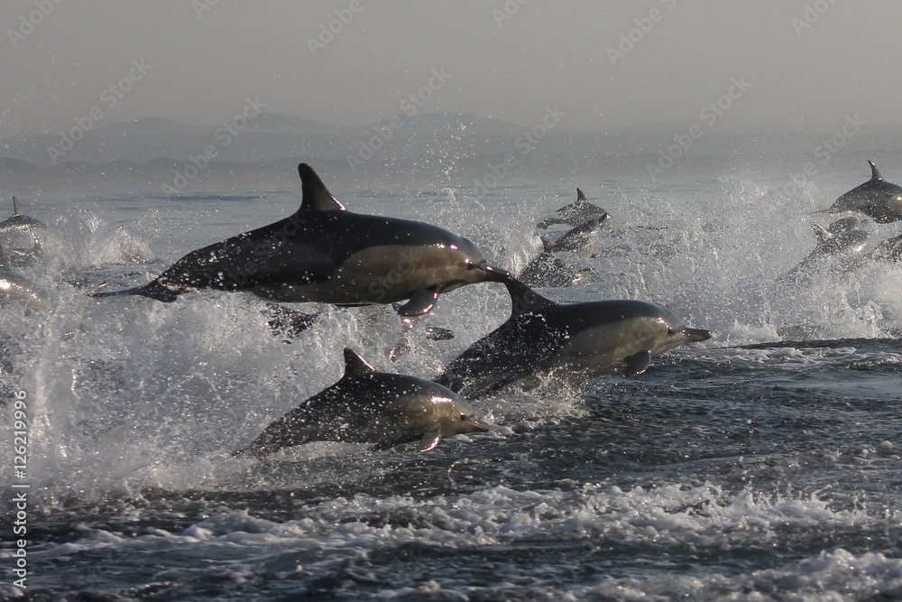 Naklejka premium Large pod of dolphins leaping out of the water splashing