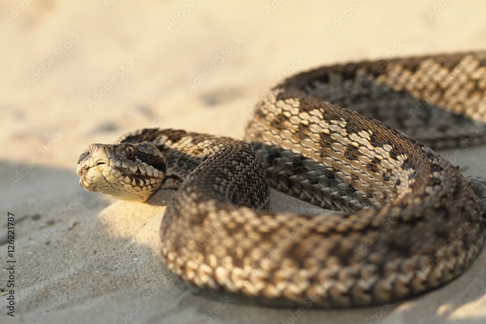 Naklejka premium closeup of moldavian meadow viper