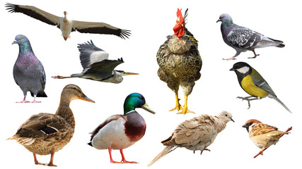 Wandcirkels Vogel Vogelsoorten verzameling op wit  © taviphoto