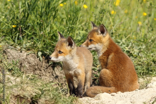 red fox brothers